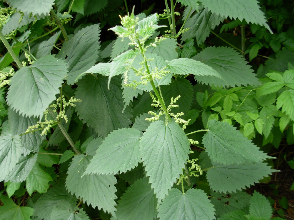 Применение крапивы двудомной (Urtica dioica L.) в  медицине 