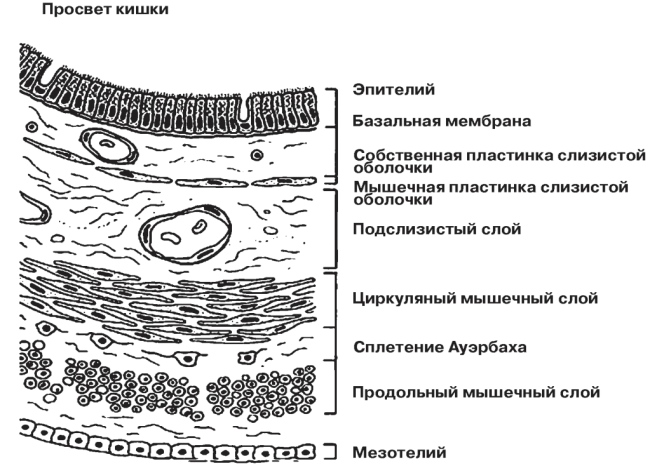 СИСТЕМНАЯ РОЛЬ ПЕНЕТРАЦИИ В ФОРМИРОВАНИИ КАСКАДА СОЧЕТАННЫХ ОСЛОЖНЕНИЙ ДУОДЕНАЛЬНЫХ ЯЗВ