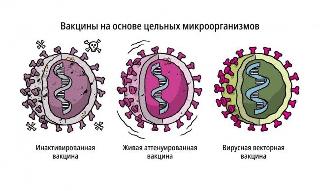 Способы создания вакцин против COVID-19