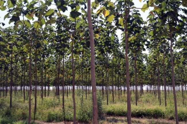 ПРОГРАММА РАЗВИТИЯ ПО ВЫРАЩИВАНИЮ ПАВЛОВНИИ В ТАДЖИКИСТАНЕ. В этом году в рамках посевной будет посажено 100 гектаров павловнии