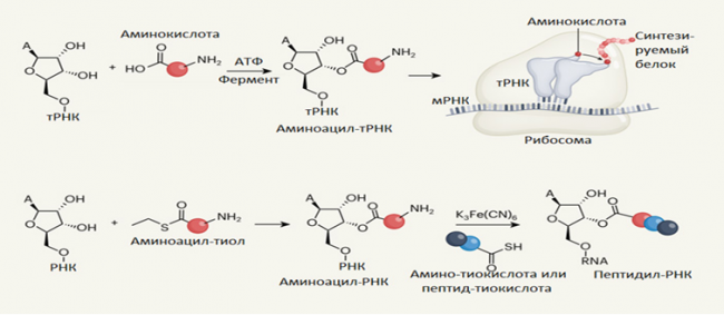 ОБНАРУЖЕН РЕАЛИСТИЧНЫЙ СПОСОБ ПРИСОЕДИНЕНИЯ АМИНОКИСЛОТ К РНК БЕЗ ПОМОЩИ ФЕРМЕНТОВ И РИБОЗИМОВ