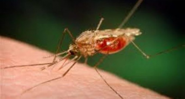 GOOD NEWS: TAJIKISTAN HAS BEEN AWARDED CERTIFICATE OF  "COUNTRY FREE OF MALARIA" 