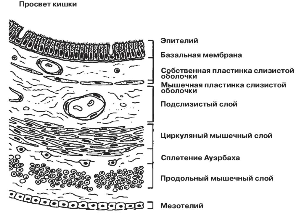 СИСТЕМНАЯ РОЛЬ ПЕНЕТРАЦИИ В ФОРМИРОВАНИИ КАСКАДА СОЧЕТАННЫХ ОСЛОЖНЕНИЙ ДУОДЕНАЛЬНЫХ ЯЗВ