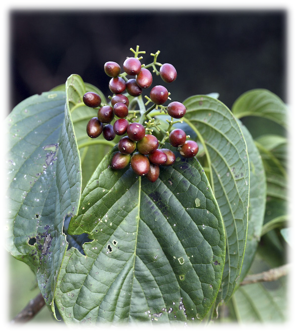 Rare therapeutic plants in India