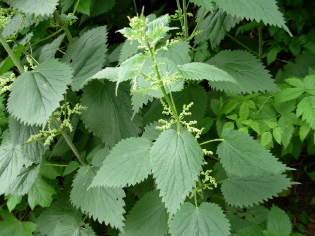 Применение крапивы двудомной (Urtica dioica L.) в  медицине 