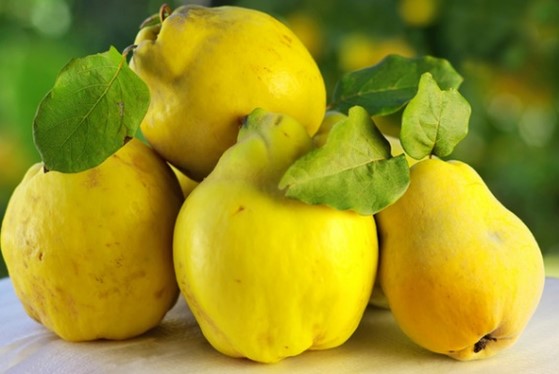 АЙВА ПРОДОЛГОВАТАЯ  CYDONIA OBLONGA MILL (PYRUS CYDONIA L.)    